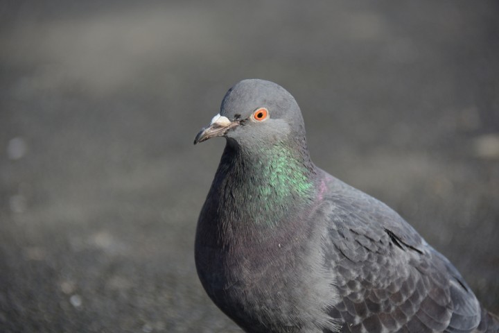 DSC_0185.JPG