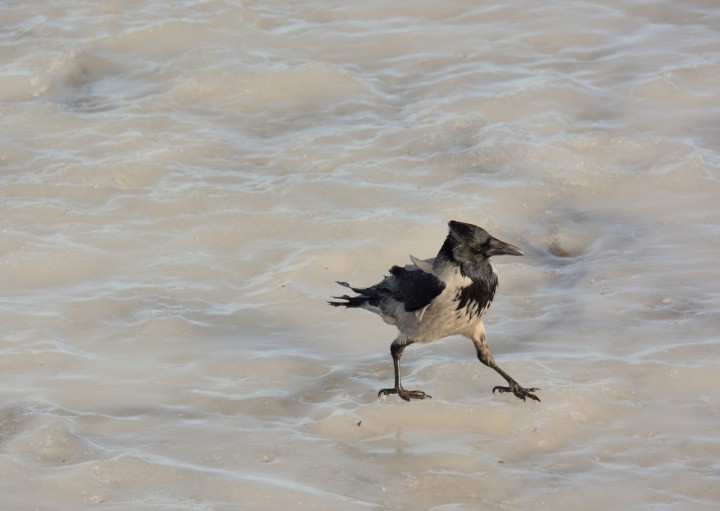 DSC_0248.JPG
