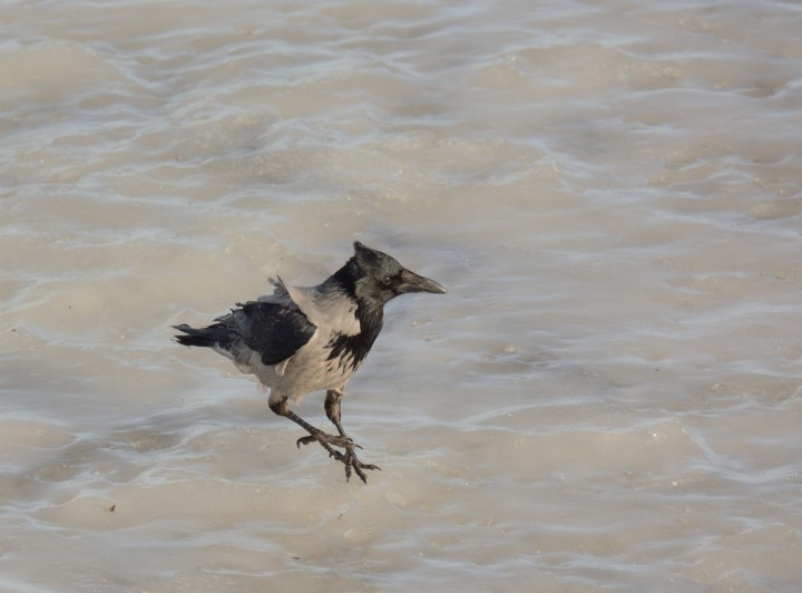 DSC_0249.JPG
