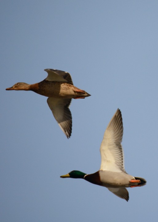 DSC_0277.JPG