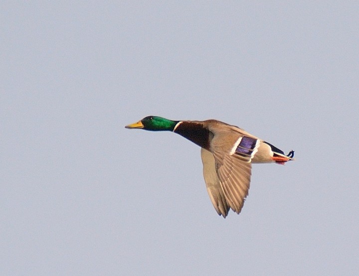 DSC_0286.JPG
