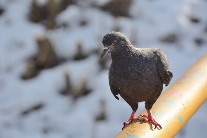 DSC_0350.JPG