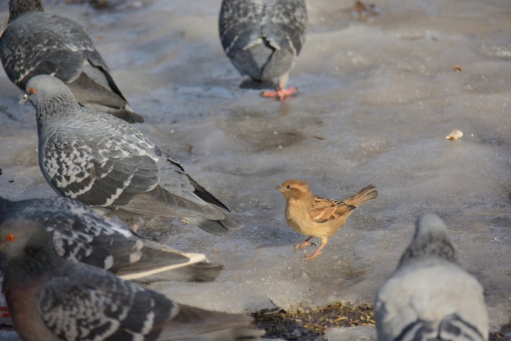DSC_0414.JPG