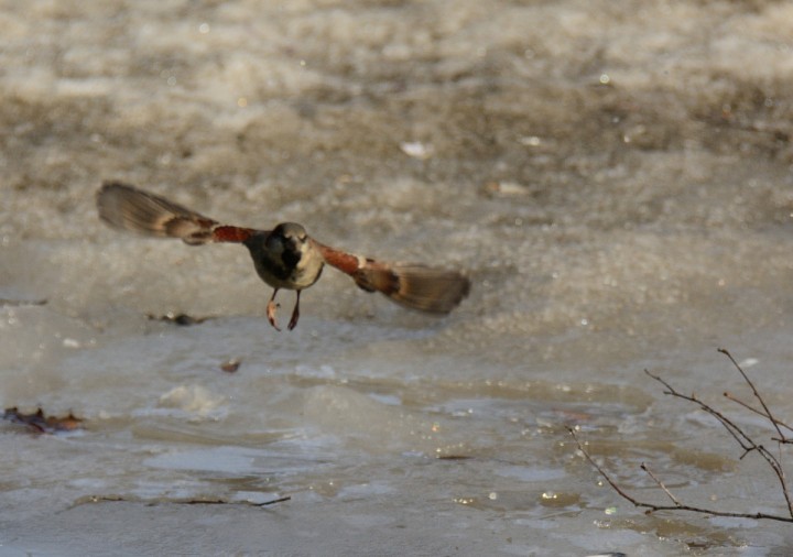 DSC_0428.JPG
