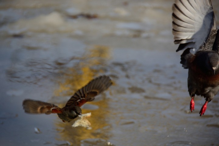 DSC_0436.JPG