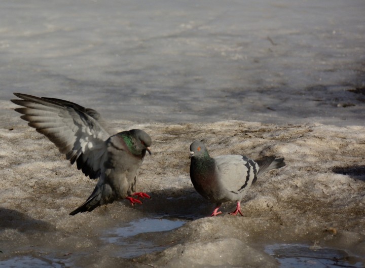 DSC_0444.JPG