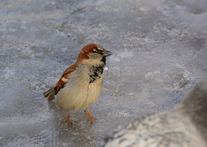 DSC_0457.JPG
