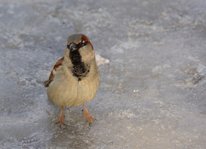 DSC_0462.JPG