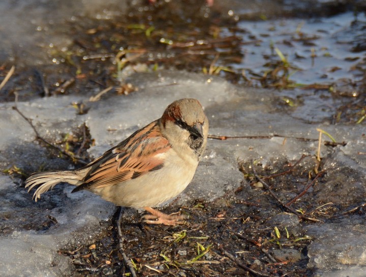 DSC_0469.JPG