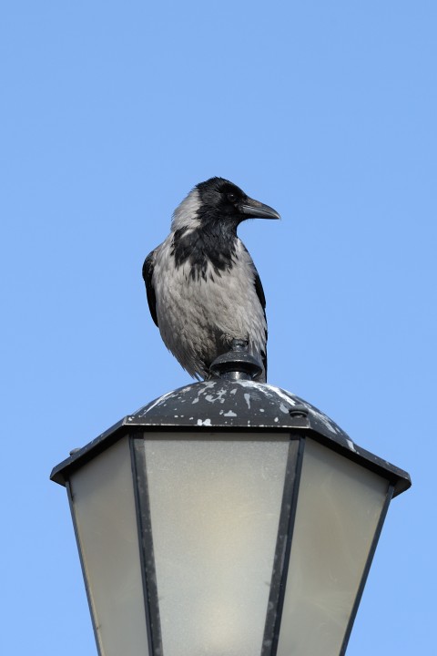 DSC_9083.jpg
