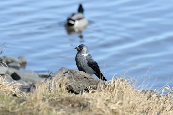 DSC_9140.jpg