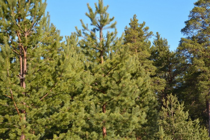 DSC_0068.jpg