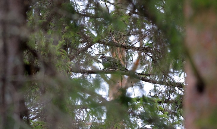 DSC_1540.jpg