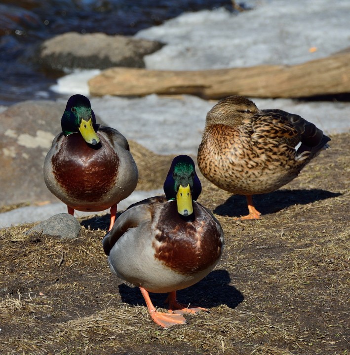 DSC_0088.jpg