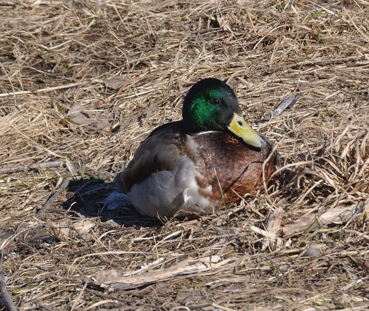 DSC_1110.jpg