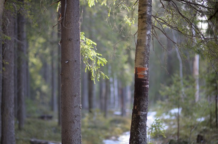 DSC_2381.jpg
