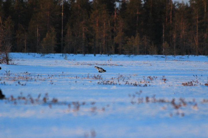 IMG_6437.JPG
