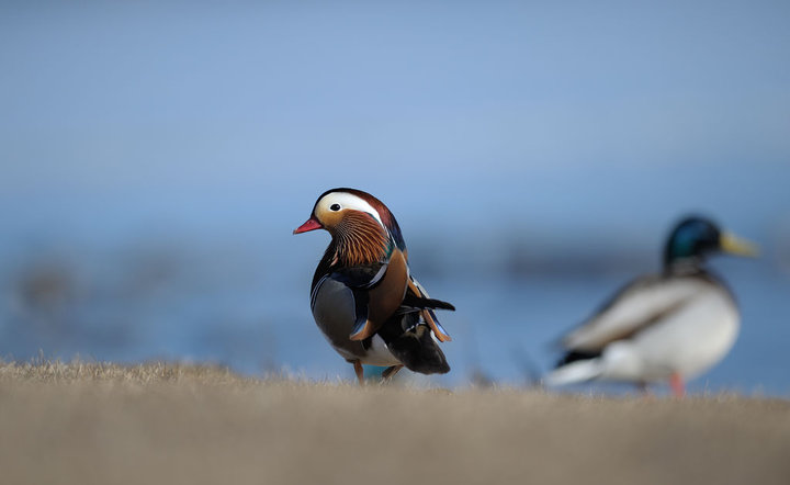 DSC_3636.jpg