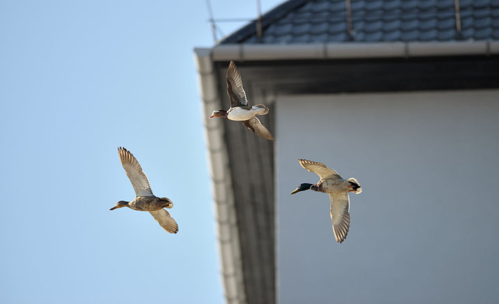DSC_3745.jpg