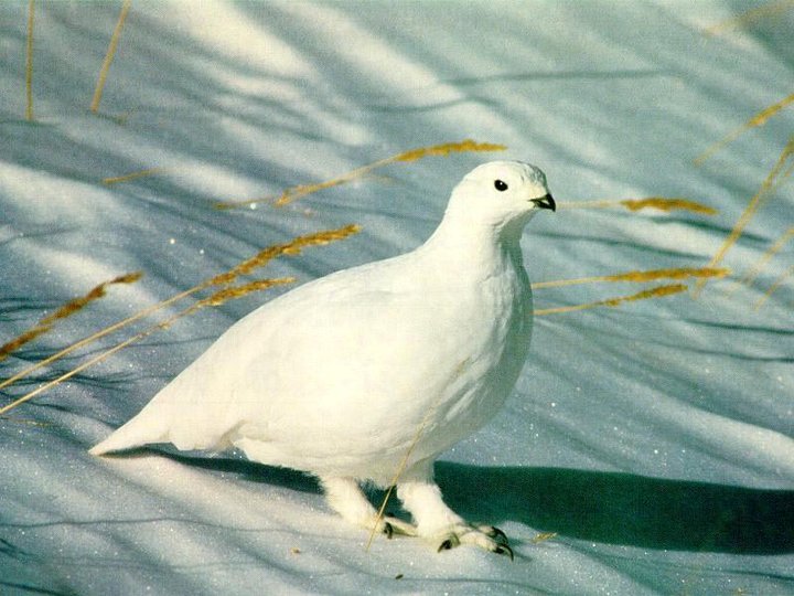 lagopus_lagopus8.jpg