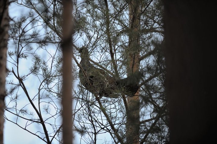DSC_6467.jpg