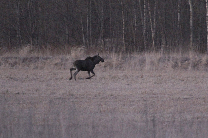 IMG_4100.jpg