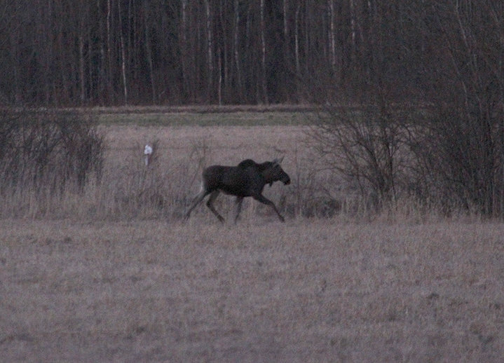 IMG_4126.jpg