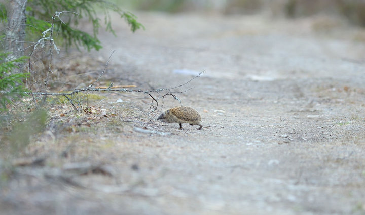 DSC_8627.jpg