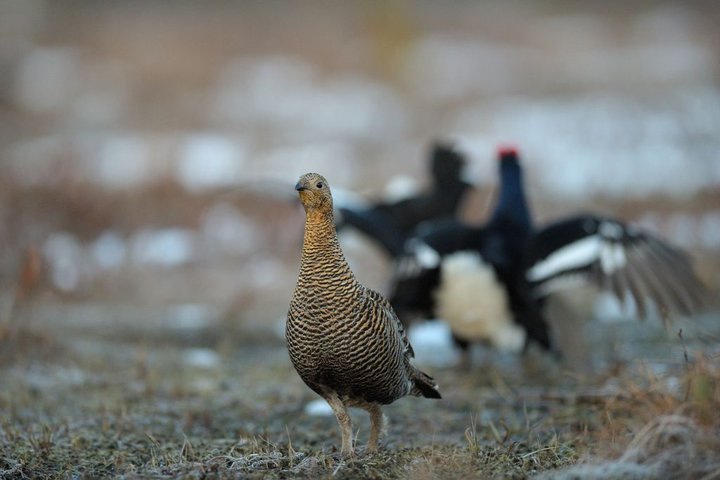 DSC_9339.jpg