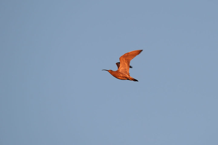 DSC_0134.jpg