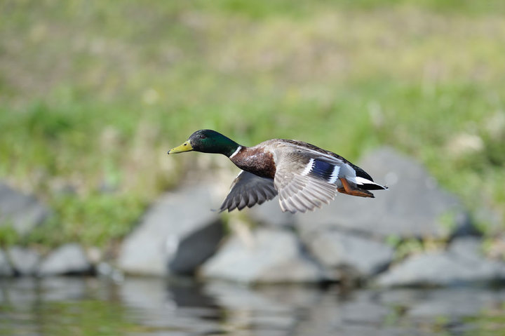 DSC_2312.jpg