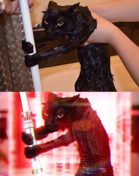 кот.jpg