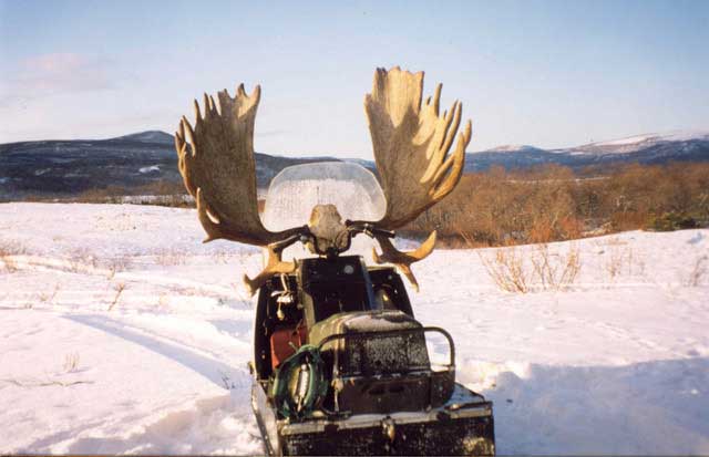 рога.jpg