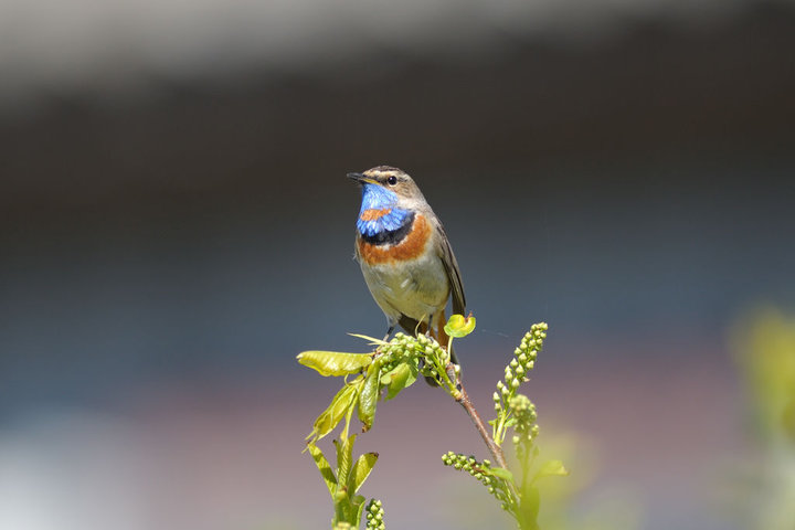 DSC_3229.jpg