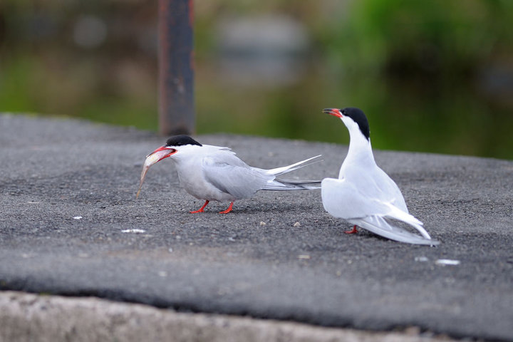 DSC_4904.jpg