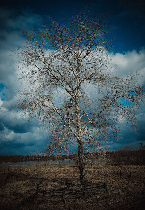 ws_tree.jpg