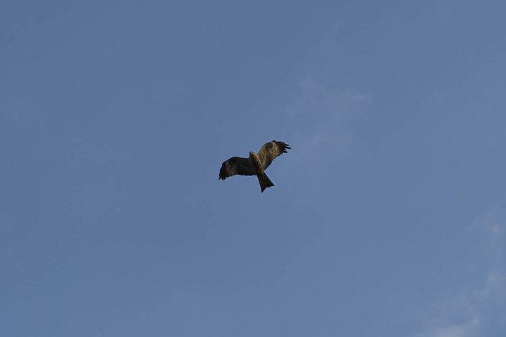 DSC_5652.jpg