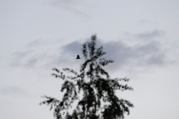 DSC_5858.jpg