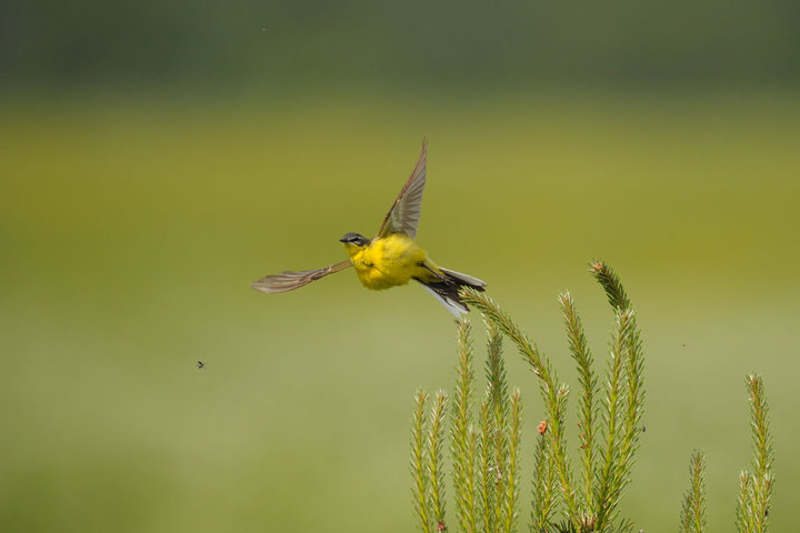 DSC_59001.jpg
