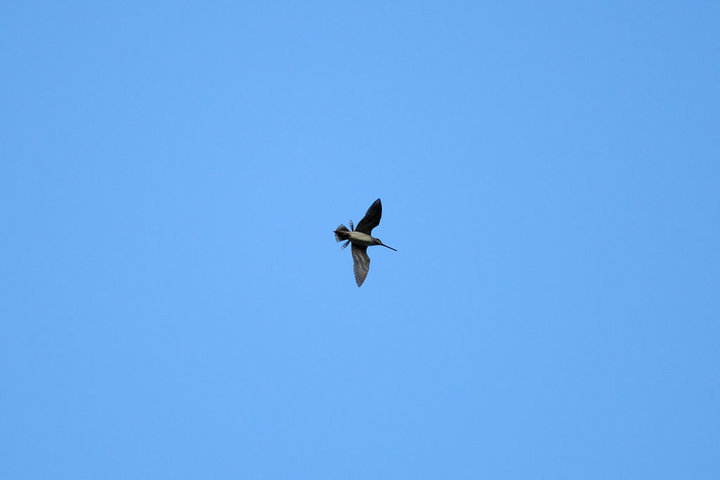DSC_6489.jpg
