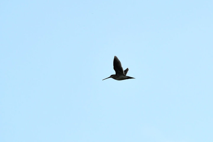 DSC_6501.jpg