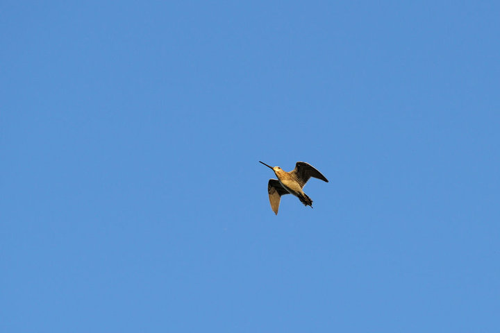 DSC_6521.jpg
