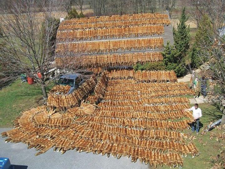 кладбище лис.jpg