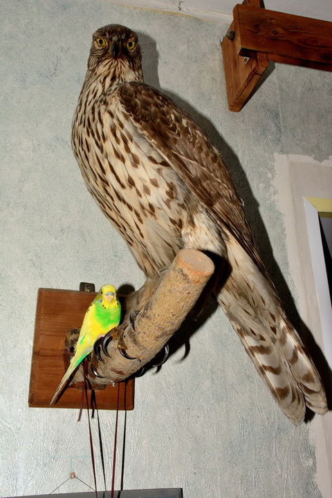 DSC_0672.JPG