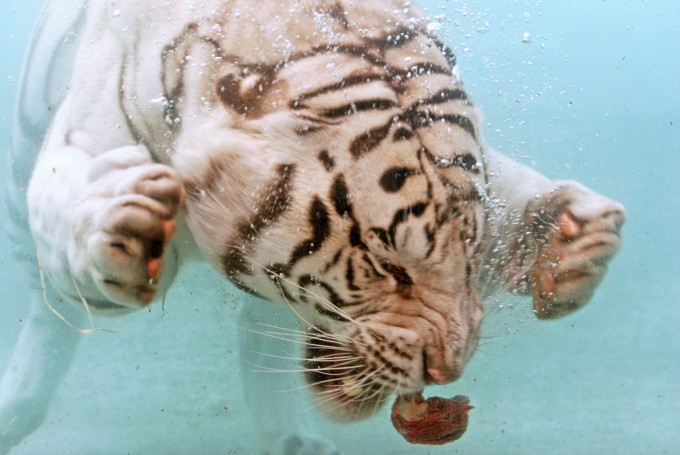 Bengal-tiger-pixanews-6-680x455.jpg