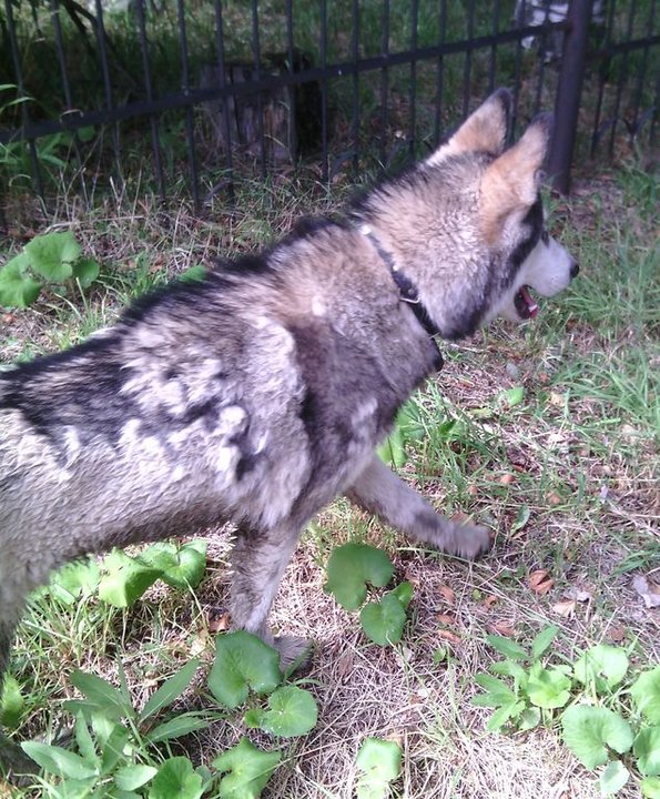 IMG_20140810_214452.JPG (147.96 КБ) 7284 просмотра IMG_20140810_214452.JPG