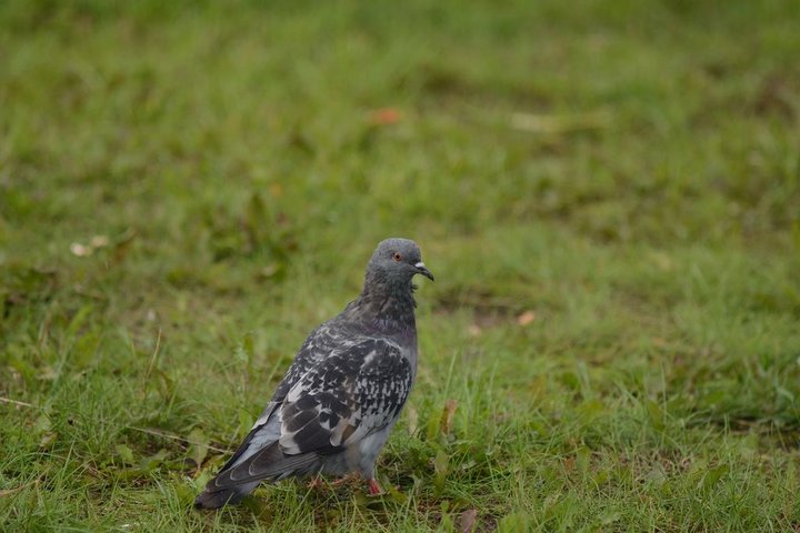DSC_1486.JPG