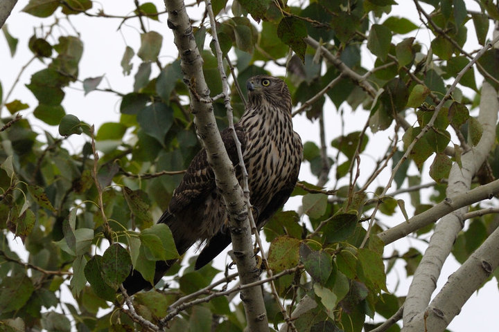 DSC_6974.jpg