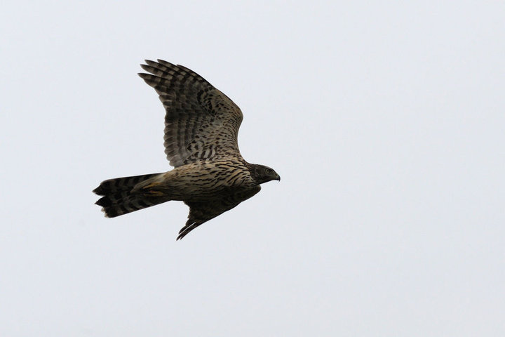 DSC_6806.jpg
