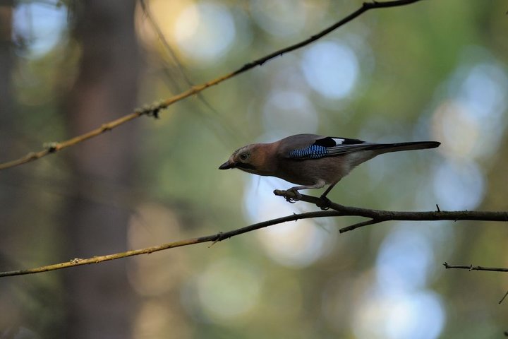 DSC_32771.jpg